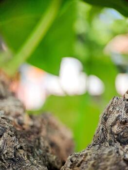 weathered bark with intricate textures and a soft, blurred green background photo