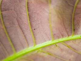 macro shot of a leaf with intricate veins and a vibrant color gradient. Perfect for botanical, nature, or texture. photo