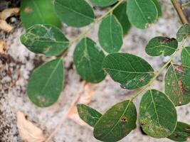 vibrant green leaves with intricate textures and veins. The leaves create a harmonious pattern photo