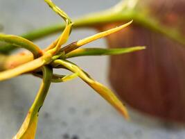 macro shot of a delicate plant sprout with vibrant green and yellow hues. Perfect for botanical, nature. photo