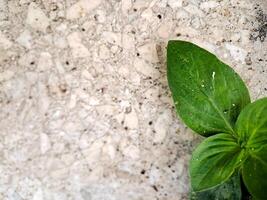 vibrant green leaves with intricate textures and veins. Perfect for nature themed projects or as a decorative element. photo