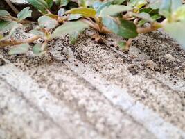 seacliff buckwheat with vibrant green leaves and textured stems growing on weathered rock. photo