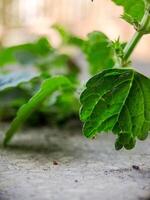 seacliff buckwheat with vibrant green leaves and textured stems growing on weathered rock. photo