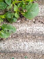 seacliff buckwheat with vibrant green leaves and textured stems growing on weathered rock. photo