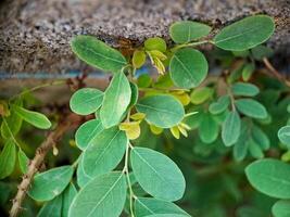 vibrant green leaves with intricate textures and veins. The leaves create a harmonious pattern photo