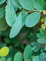 vibrant green leaves with intricate textures and veins. The leaves create a harmonious pattern photo