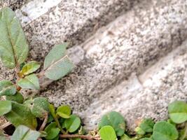 seacliff buckwheat with vibrant green leaves and textured stems growing on weathered rock. photo