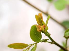 plant branch with emerging leaves. The leaves are green with reddish tips, and the stem is slender and brown. photo