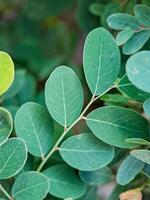 vibrant green leaves with intricate textures and veins. The leaves create a harmonious pattern photo