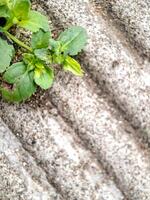 seacliff buckwheat with vibrant green leaves and textured stems growing on weathered rock. photo