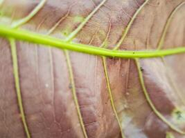 macro shot of a leaf with intricate veins and a vibrant color gradient. Perfect for botanical, nature, or texture. photo