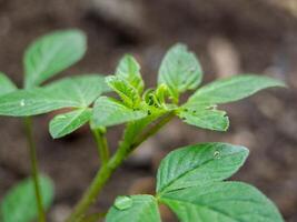 young Cleome rutidosperma plant with several unopened flower buds. The leaves are green and have a serrated edge photo