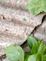 seacliff buckwheat with vibrant green leaves and textured stems growing on weathered rock. photo