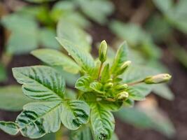 young Cleome rutidosperma plant with several unopened flower buds. The leaves are green and have a serrated edge photo