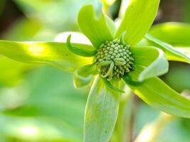 green flower bud with intricate petals and a spherical center. Perfect for botanical or floral design projects. photo