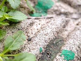 seacliff buckwheat with vibrant green leaves and textured stems growing on weathered rock. photo
