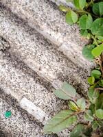 seacliff buckwheat with vibrant green leaves and textured stems growing on weathered rock. photo