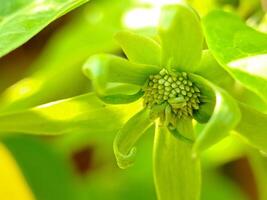 green flower bud with intricate petals and a spherical center. Perfect for botanical or floral design projects. photo