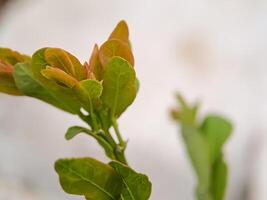 plant branch with emerging leaves. The leaves are green with reddish tips, and the stem is slender and brown. photo