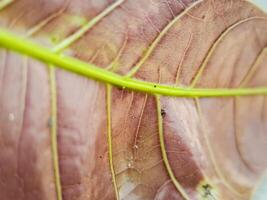 macro shot of a leaf with intricate veins and a vibrant color gradient. Perfect for botanical, nature, or texture. photo
