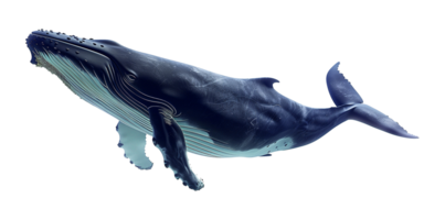 Whale Swimming Isolated on Transparent Background png