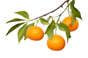 Oranges on Branch Isolated on Transparent Background png