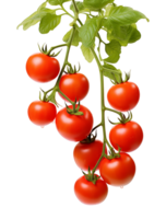 Tomatoes on Vines Isolated on Transparent Background png