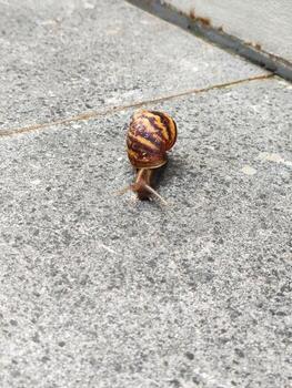 de cerca de un jardín caracol en un hormigón superficie, keong sorber foto
