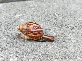 Close-up of a Garden Snail on a Concrete Surface, Keong Siput photo