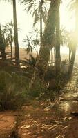 Palm Trees in the Sahara Desert video