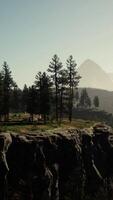 Evergreen fir tree and mountains on a background on a sunset after the rain video