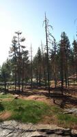 Pine forest on the mountainside video