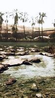 oasis in the middle of the desert with a lot of trees video