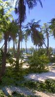 Paradise landscape of tropical beach with calm ocean waves and palm trees video