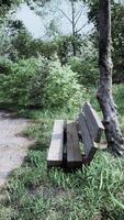 Bench in the summer park with old trees and footpath video