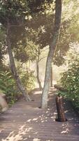Wooden pathway leading through the dense forest in national park video
