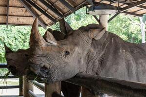 White rhino in Khaokheow zoo Thailand photo