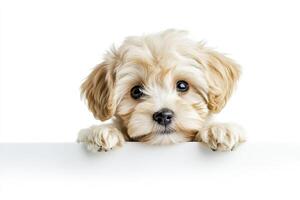Cute Maltipoo puppy peeking, isolated on white. photo