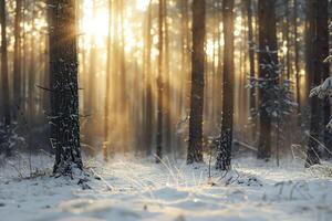 Beautiful winter sunrise in the forest. photo