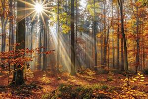 Autumn forest with sunbeams. photo
