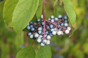 photo of a summer plant