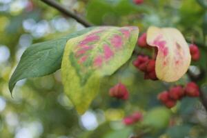 photo of a colorful plant