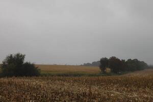 photo of a wet field