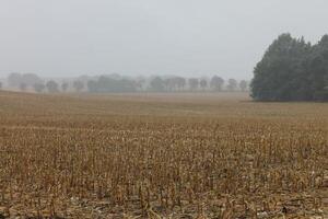 photo of a foggy field