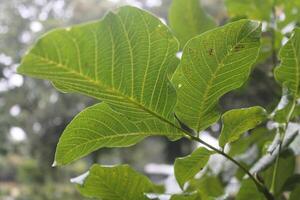 photo of leaf texture