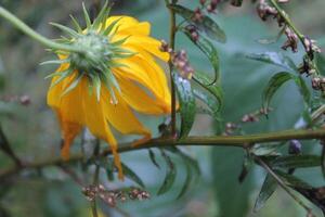 photo of a yellow flower