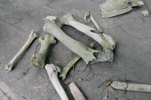 bones of cows that died due to volcanic eruptions photo