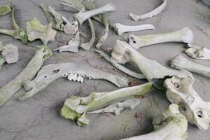 bones of cows that died due to volcanic eruptions photo