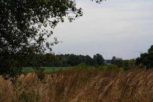 A field in the village in autumn. A flock of cranes is flying in the distance photo