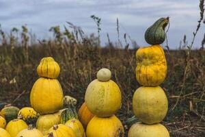 A tower of pumpkins in a field in the village in the evening photo